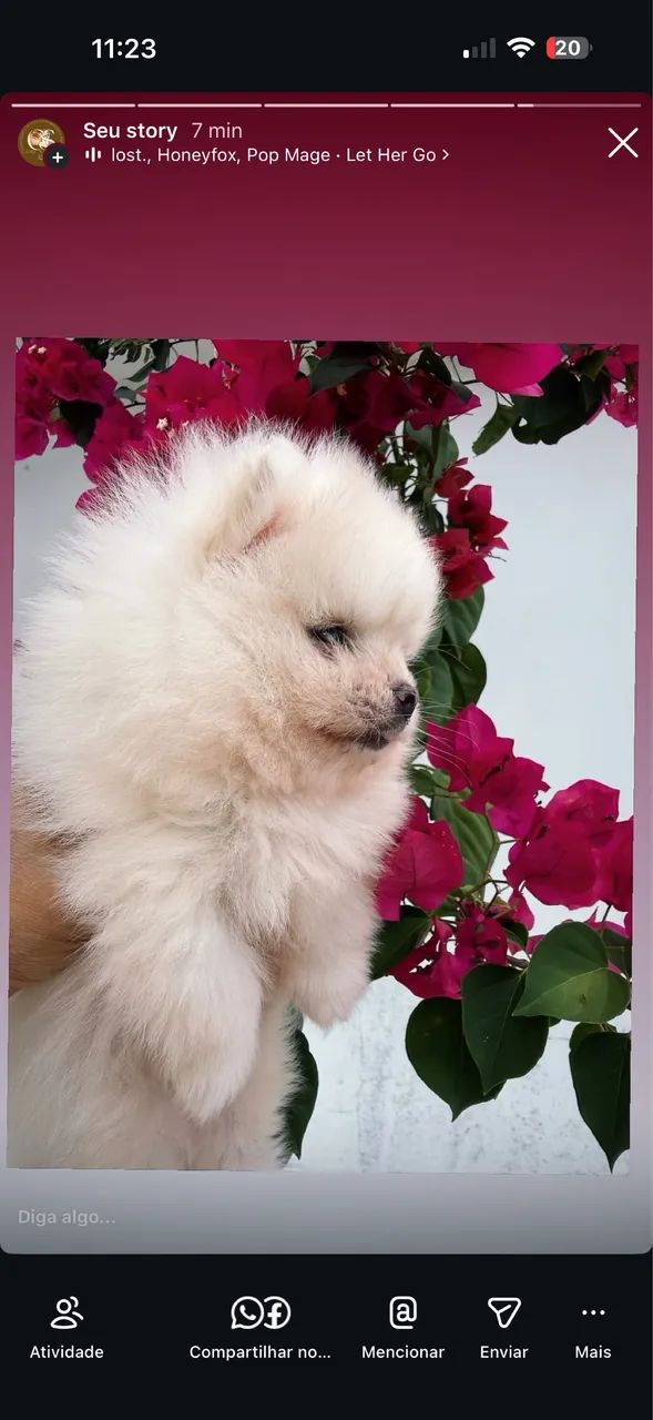 Spitz alemão anão  - Foto 2