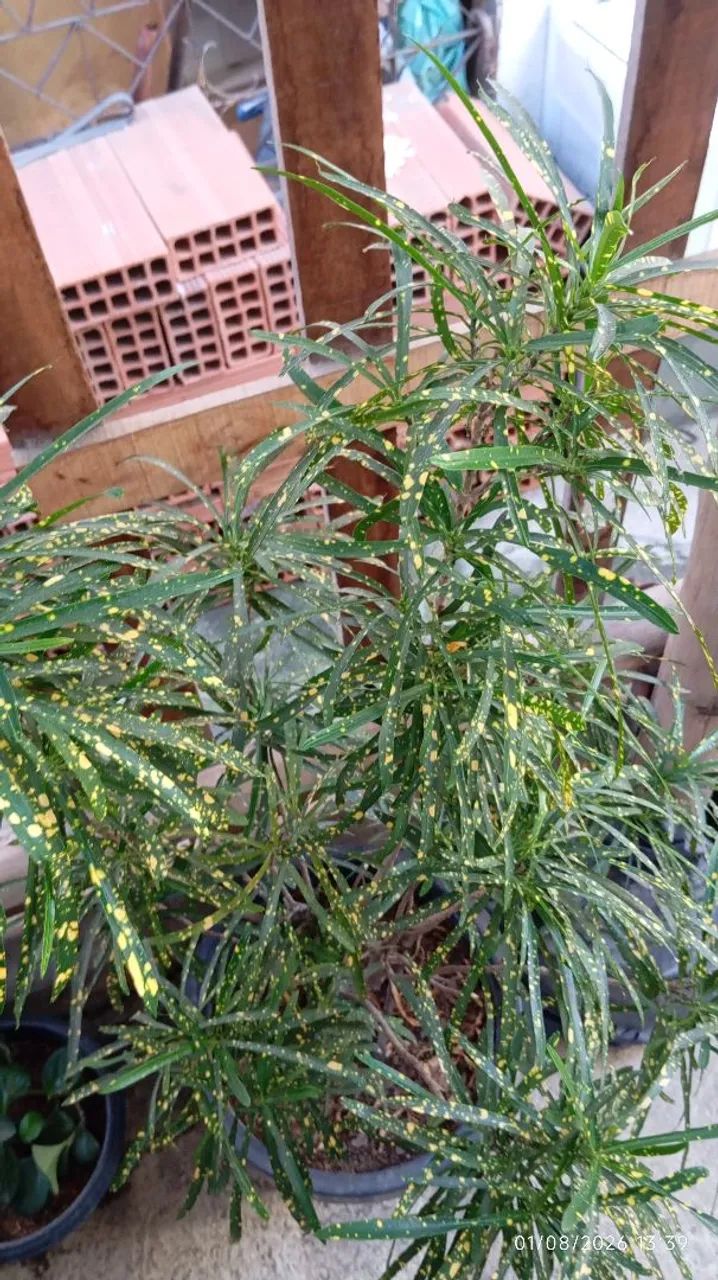 Planta croton - Foto 3