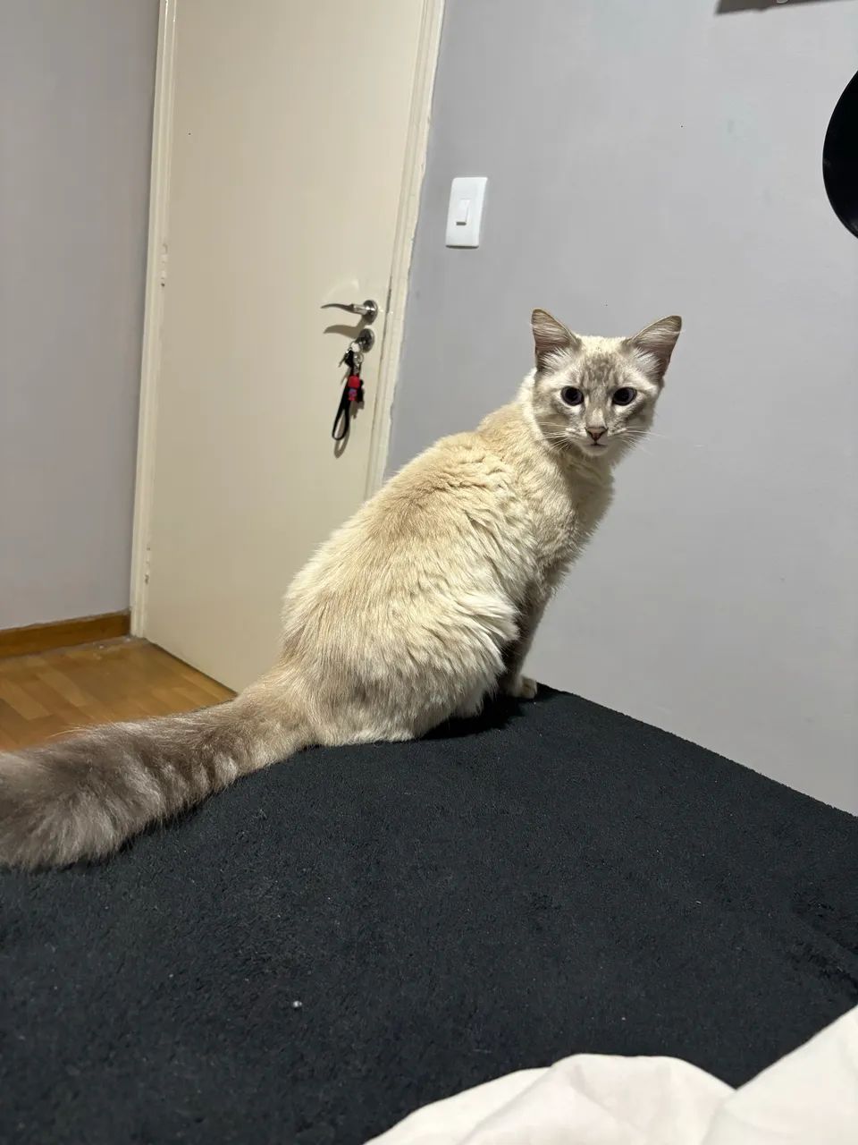 Gato macho  - Foto 2