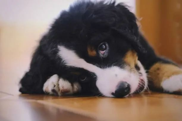 Bernese Muito Bonito ?