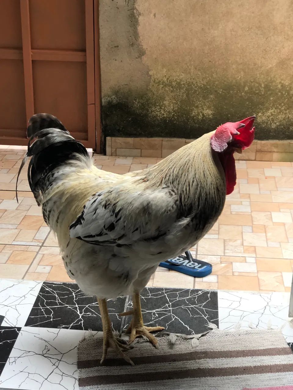 Galo grande e reprodutor 