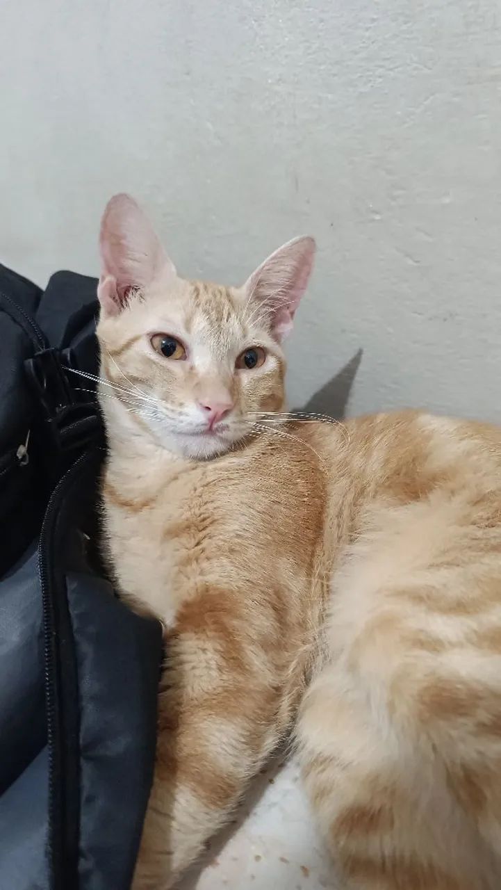 Gato laranja  - Foto 2