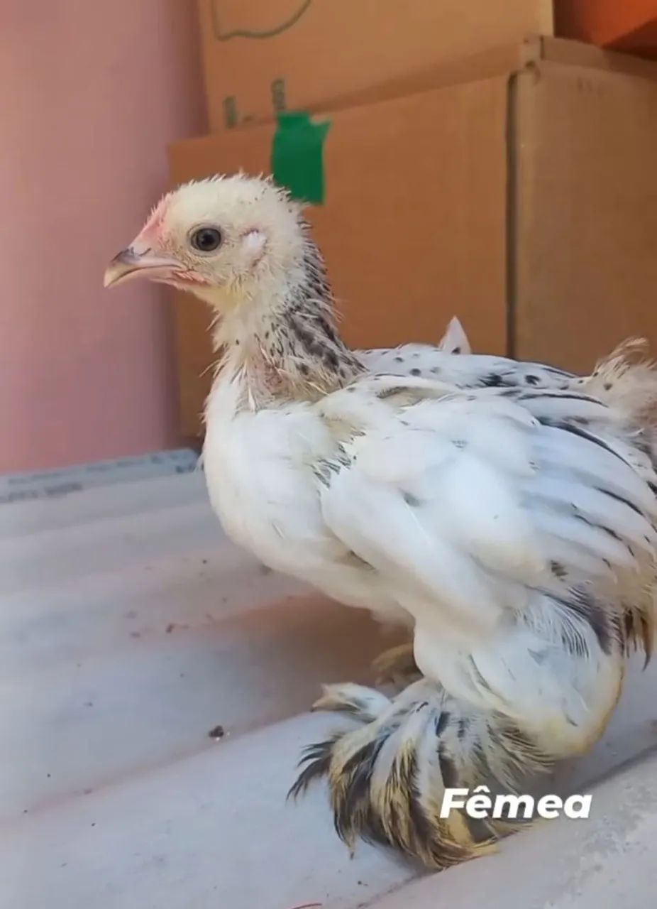 Galinhas e galos de mini cochin - Foto 6