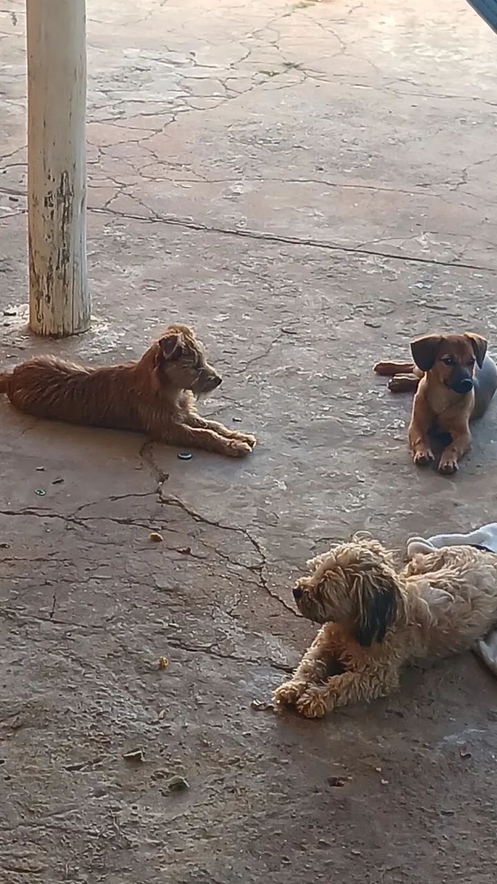 Doação responsável  - Foto 3