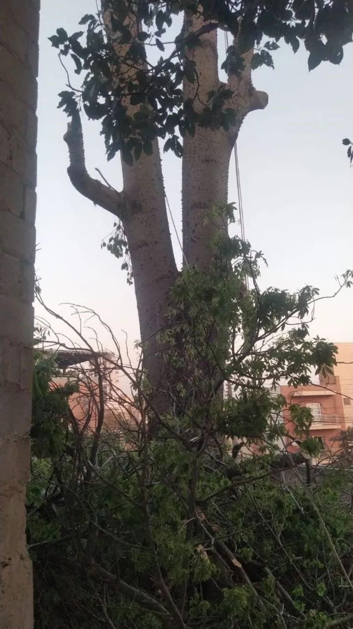 Corte e poda de árvore em geral - Foto 3