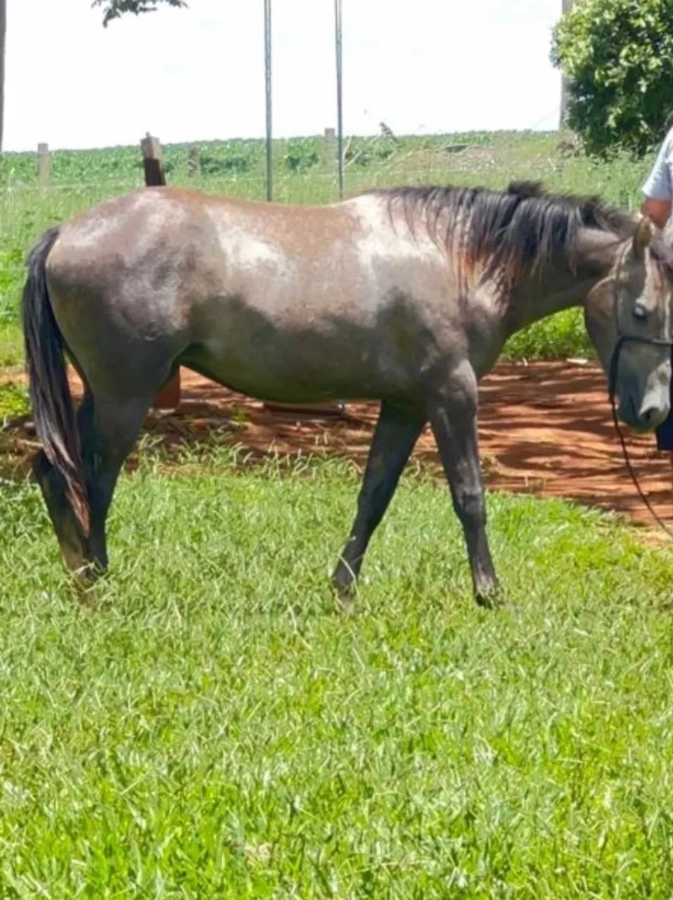 Potra QM - Foto 3