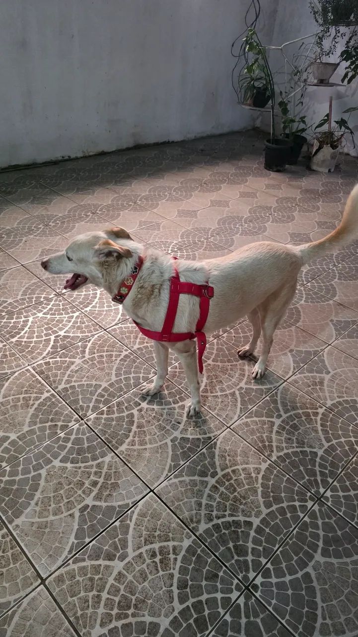 Léo   - Foto 3