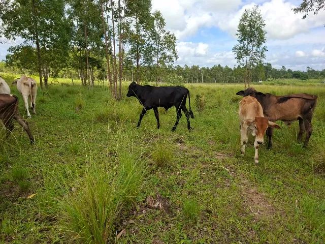 BEZERROS À VENDA - Foto 2