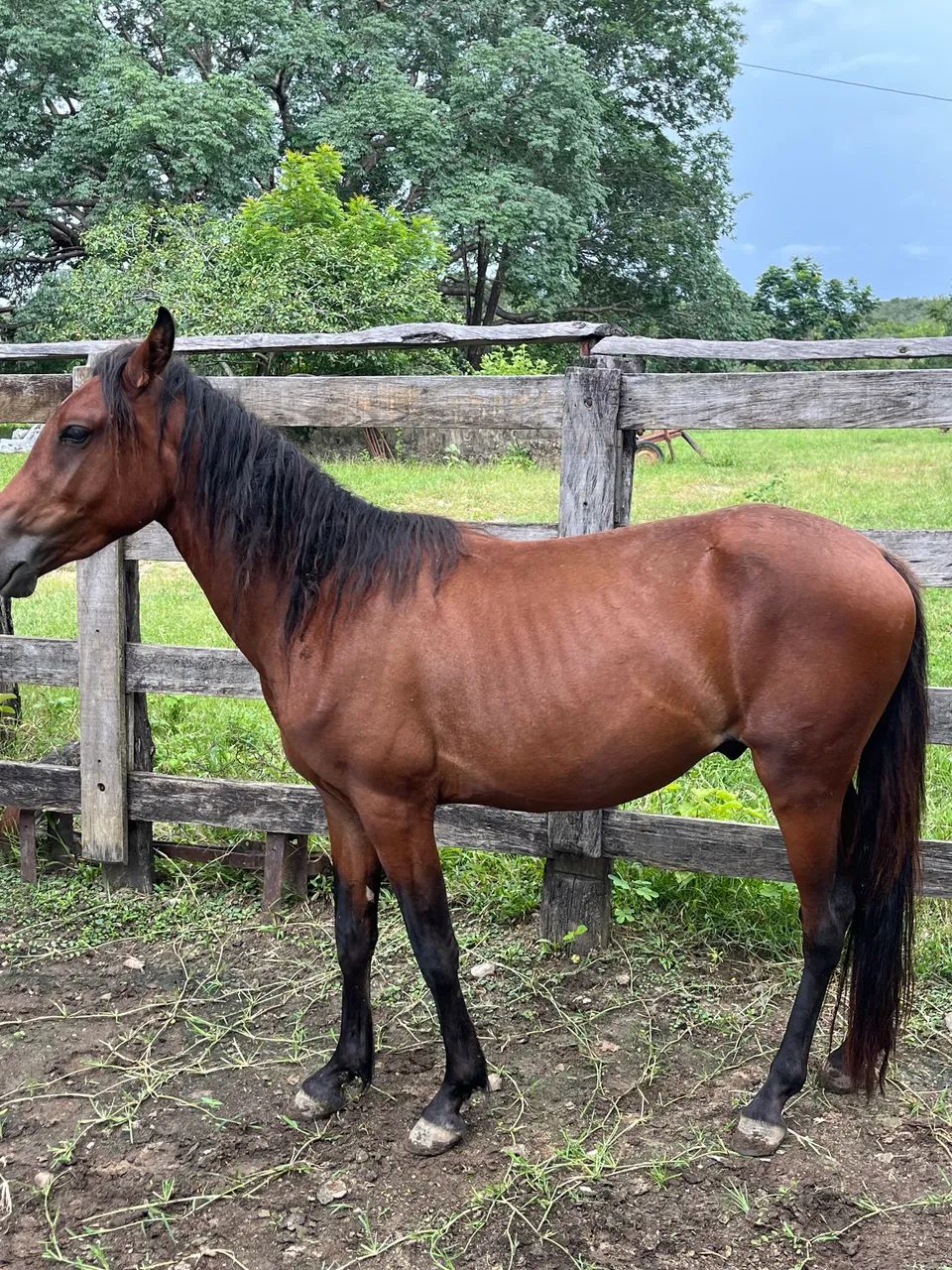 Potro mangalarga maechador