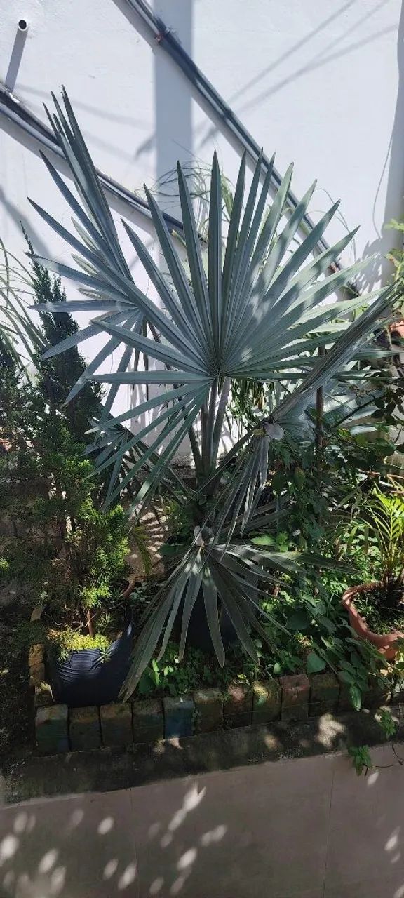 Palmeira azul Bismark