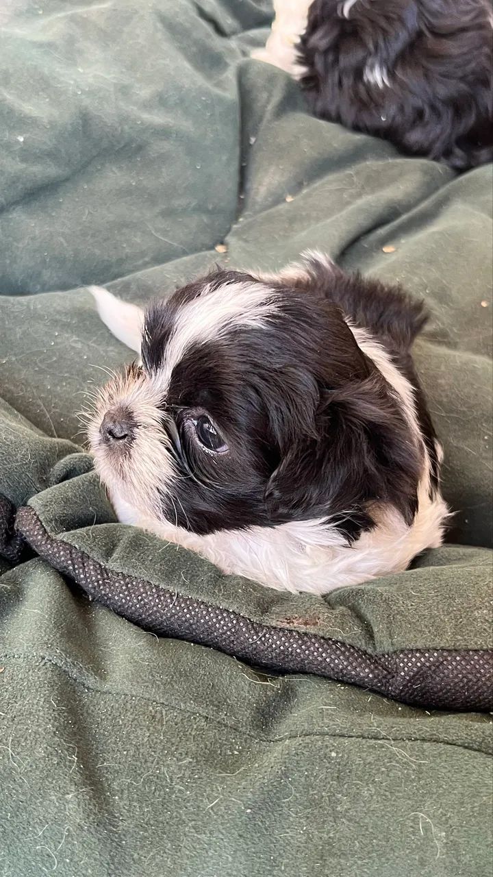 Filhotes de lhasa apso  - Foto 4