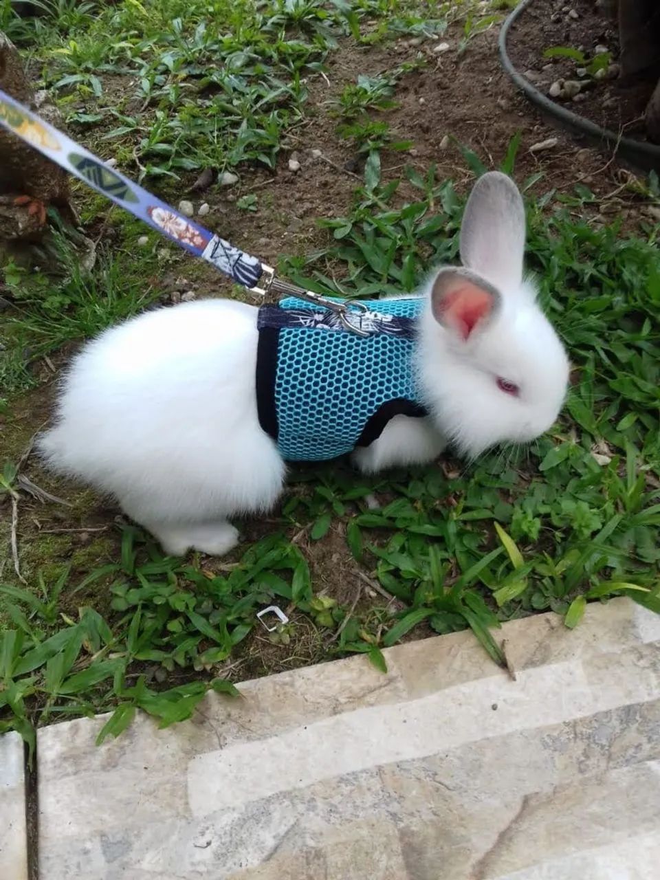 Coelho mini  Netherland (tem macho e tem fêmea) com 4 meses  - Foto 2