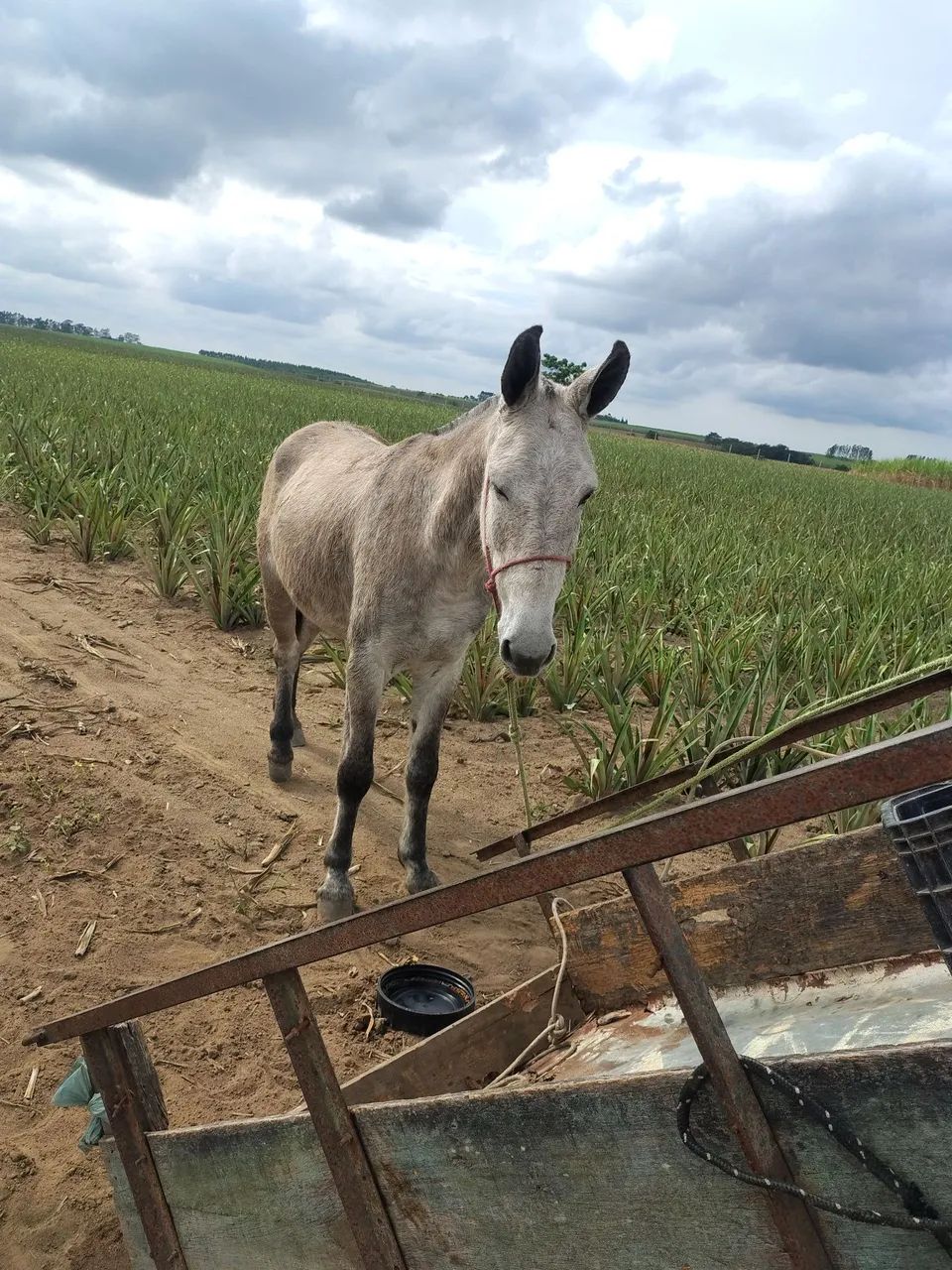 Burro  - Foto 2
