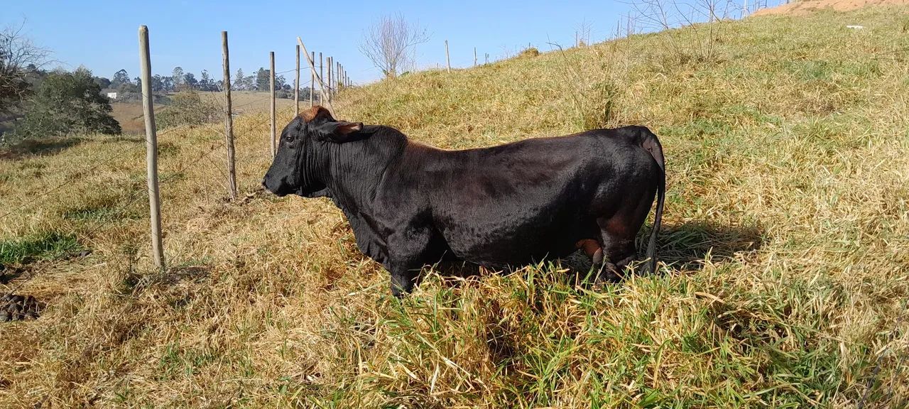 Mini boi disponível em Santa Isabel São Paulo val 3.500. 11 50528991