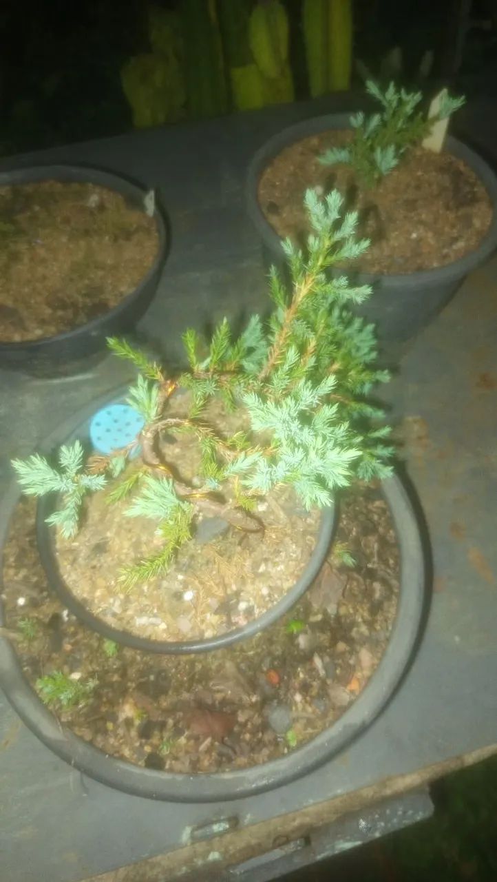Juníperus procumbens Pré-Bonsai - Foto 6