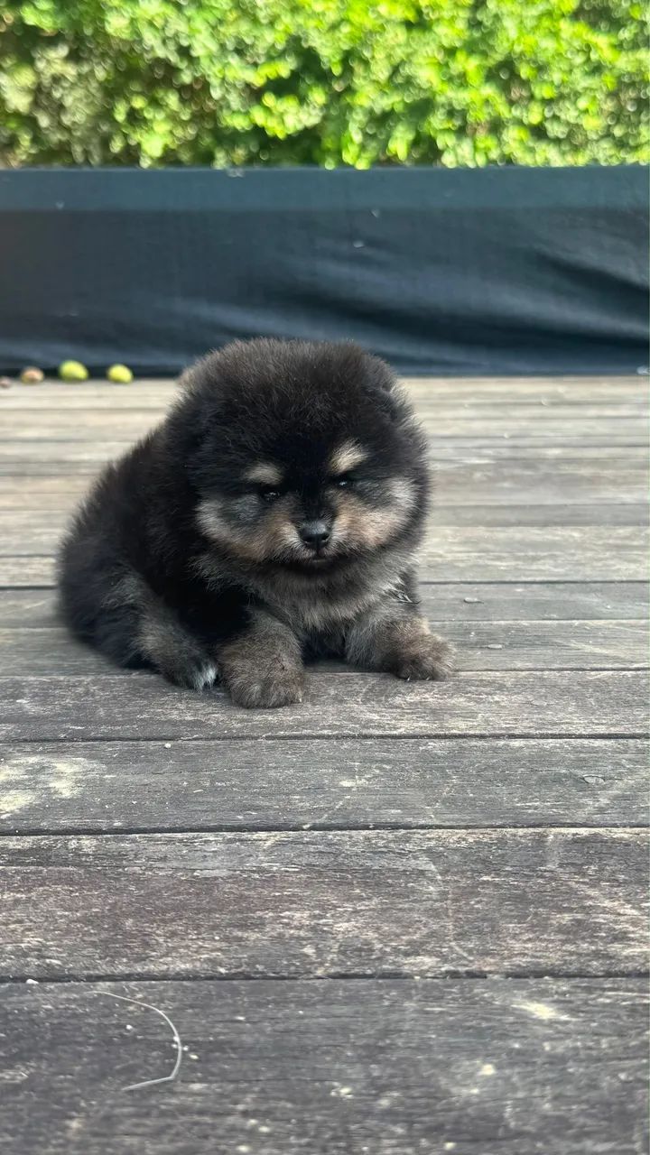 SPITZ ALEMÃO MACHINHO  - Foto 4
