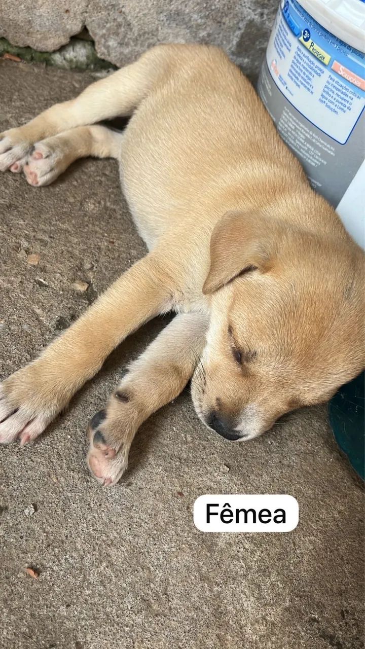 Cachorros - Foto 3