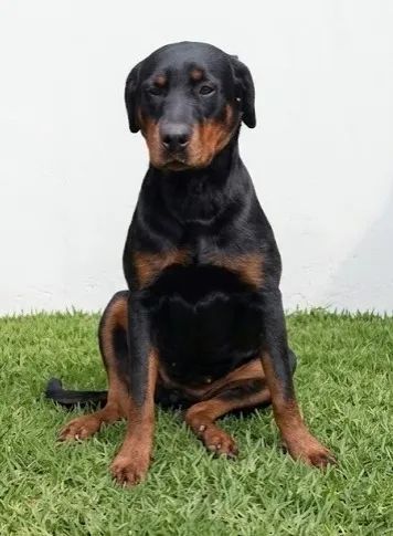 Rottweiler - Foto 4