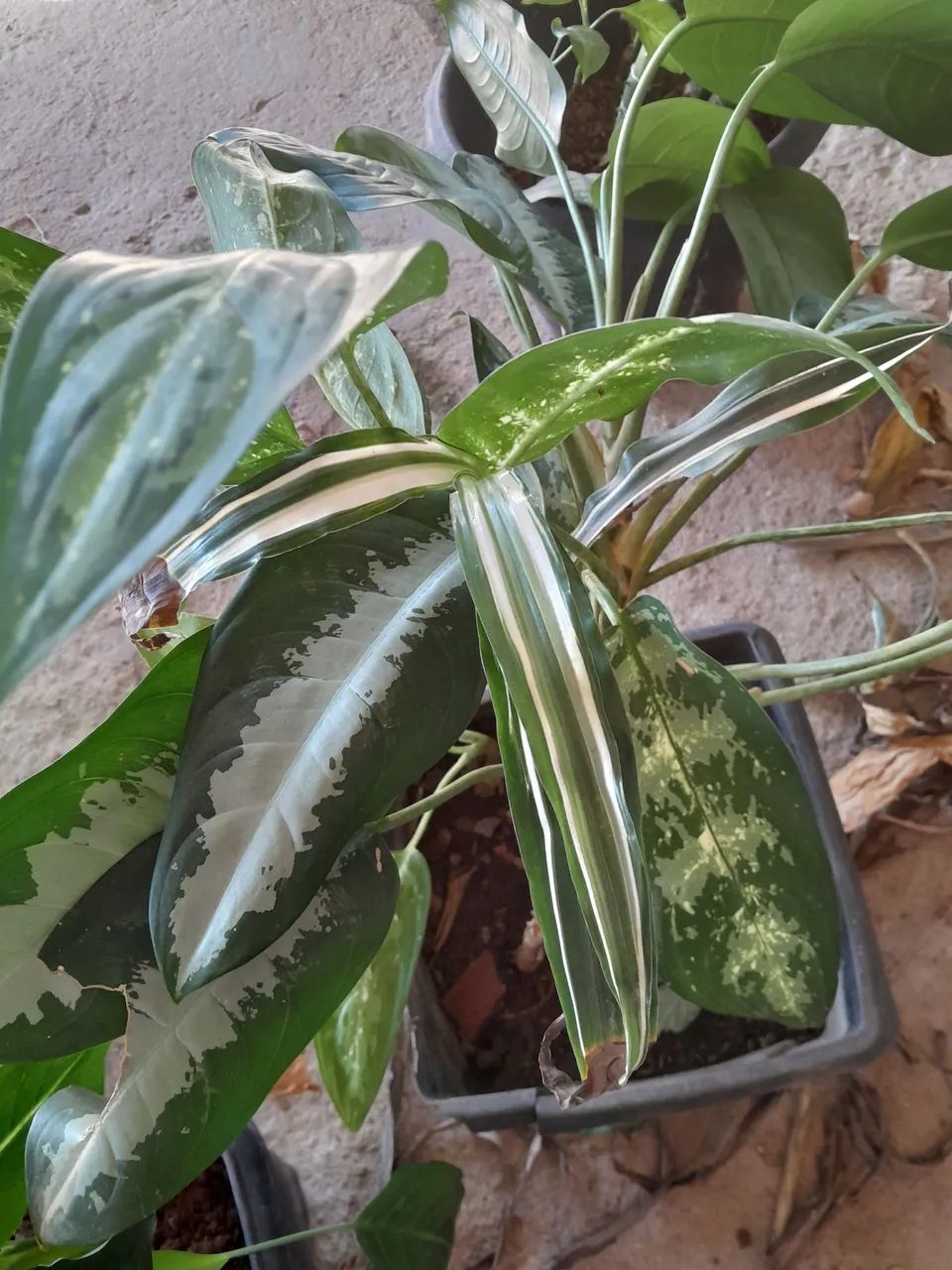 Plantas já pegadas - Foto 5