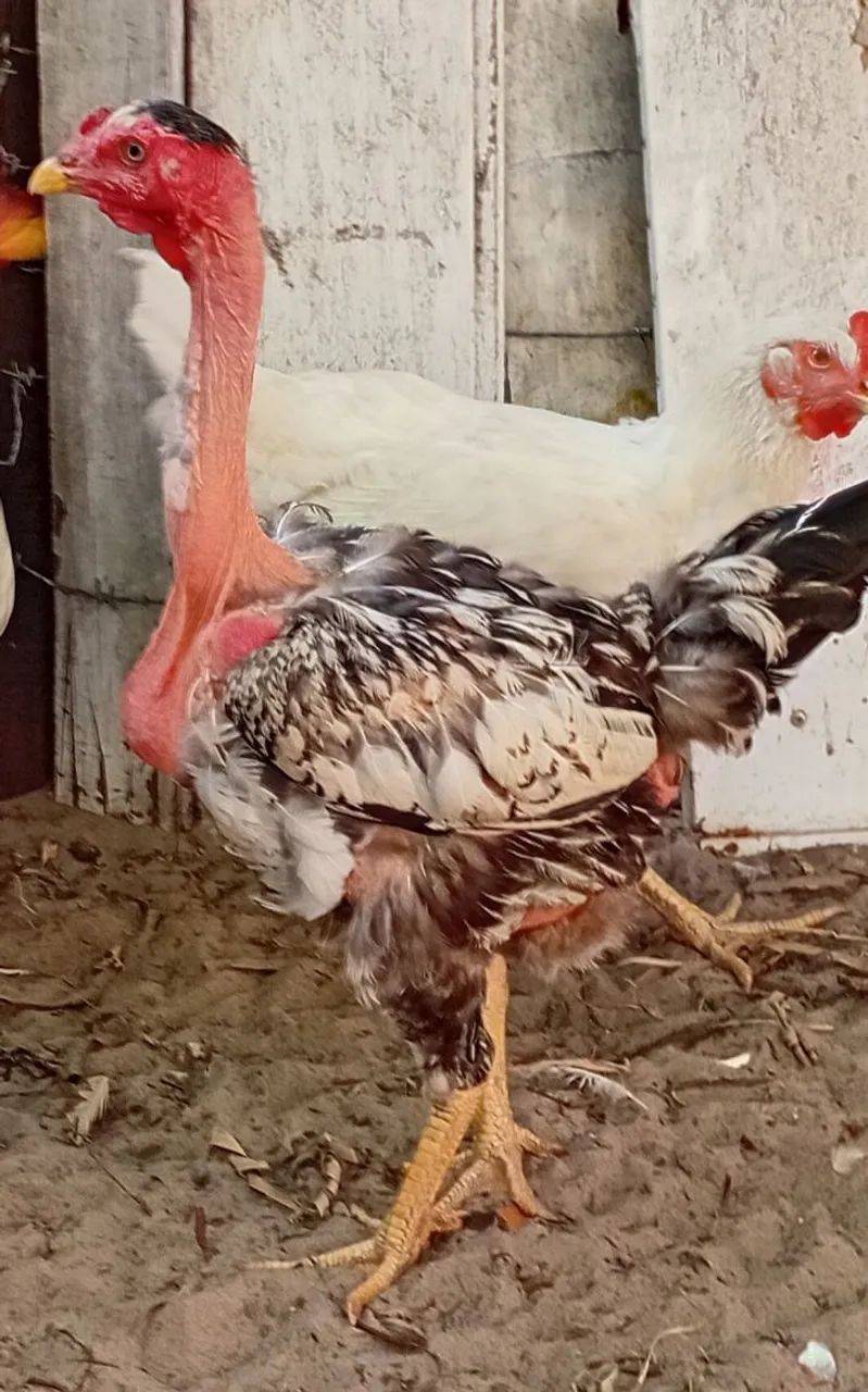 GALINHAS POLACO - Foto 5