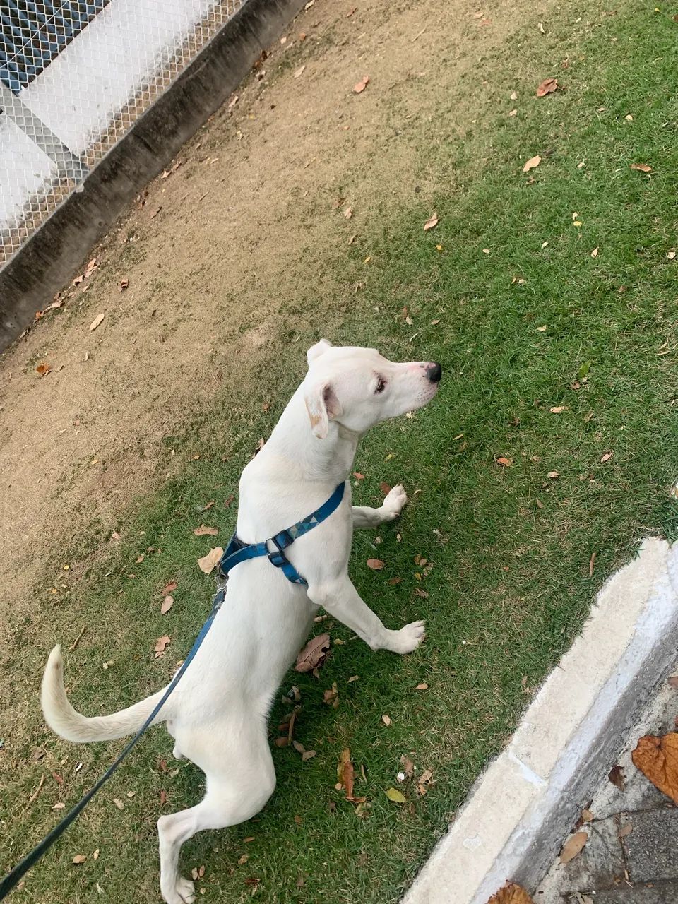 Doação de cachorro  - Foto 3