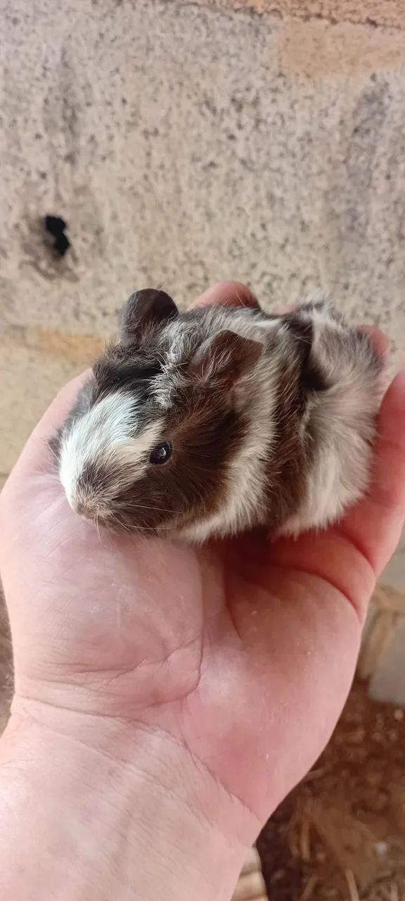 Porco da india abssinio - Foto 3