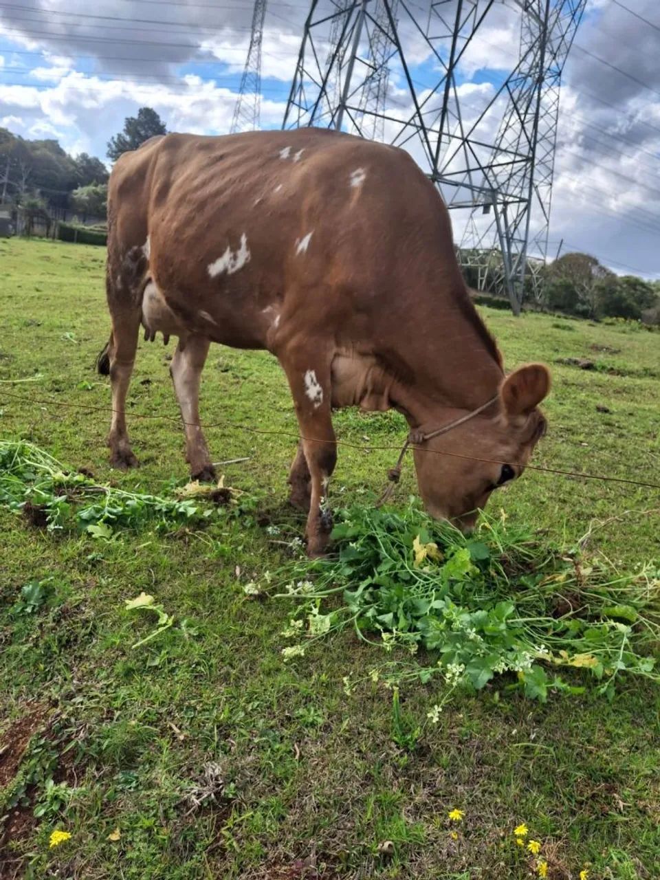 Vaca Jersey