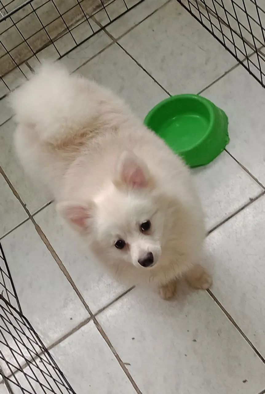 Spitz alemão machinho 
