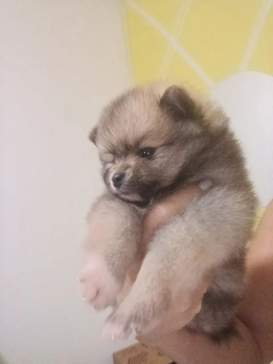 Spitz alemão  - Foto 4