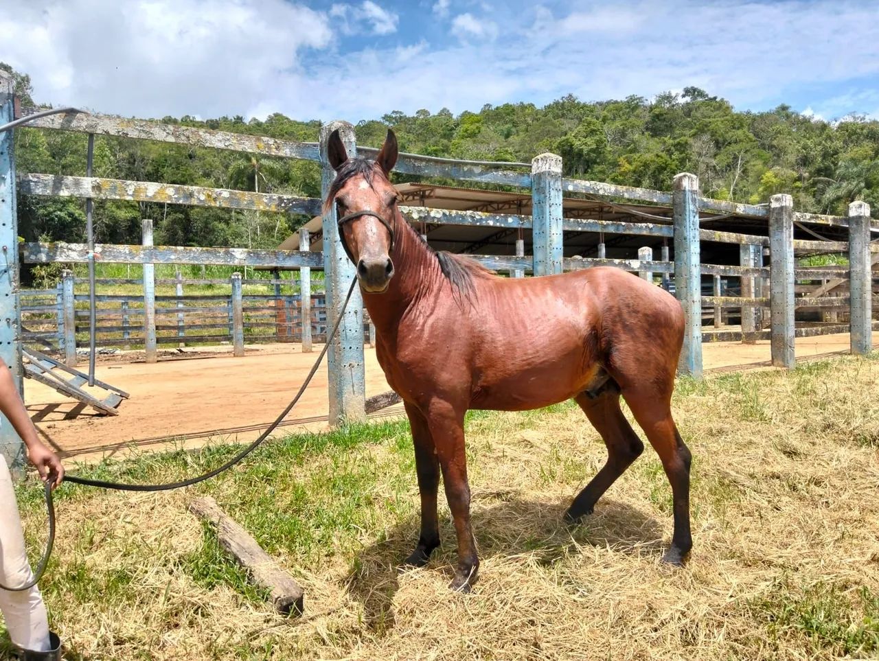 Vendo potro  - Foto 2