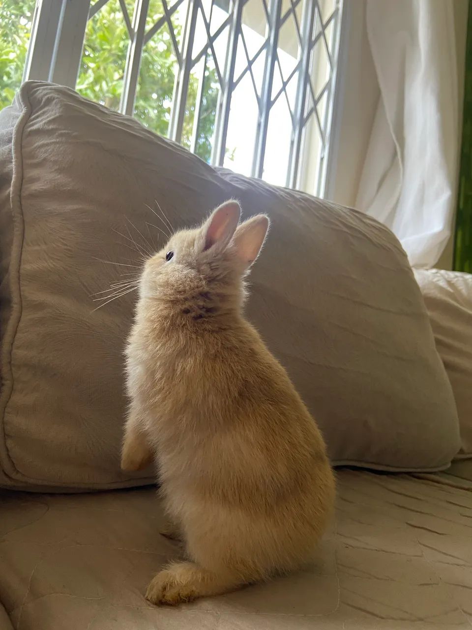  Mini Coelho nederland dwarf - Foto 3