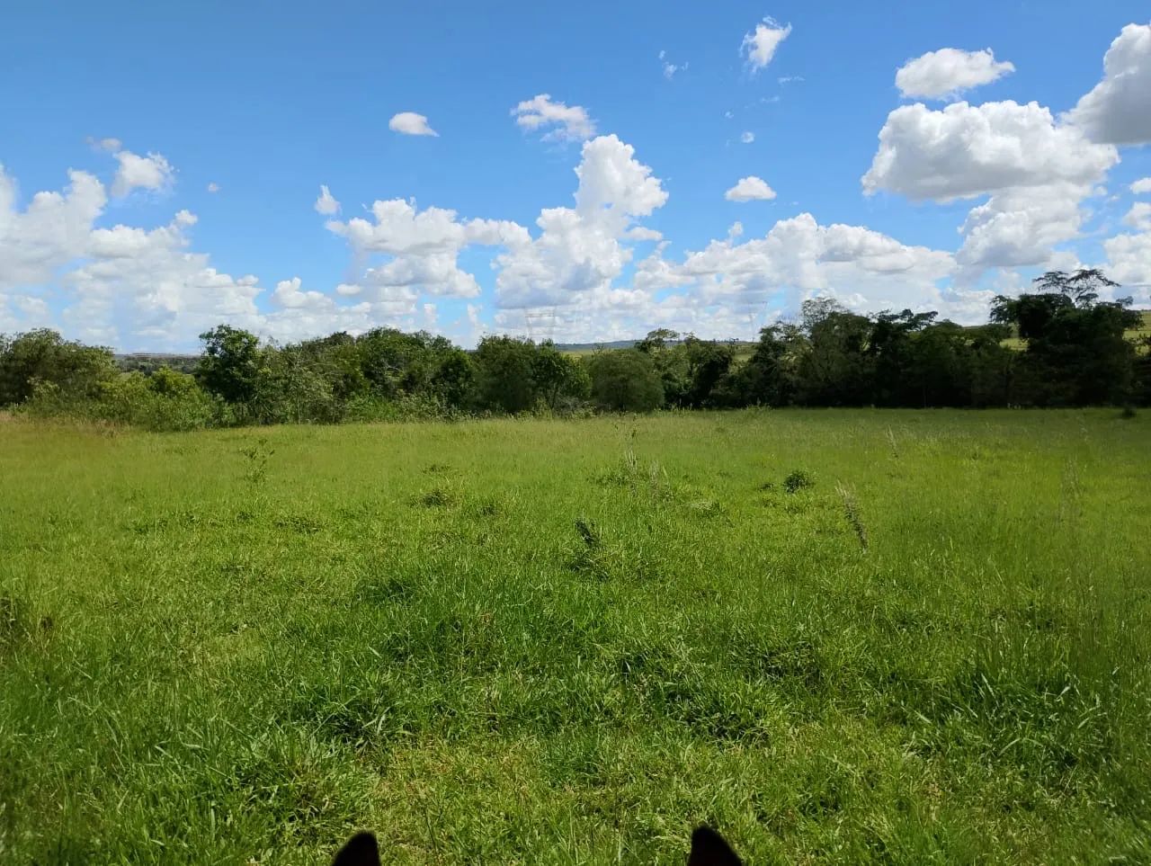 Fazenda dupla aptidão em campina verde  - Foto 2