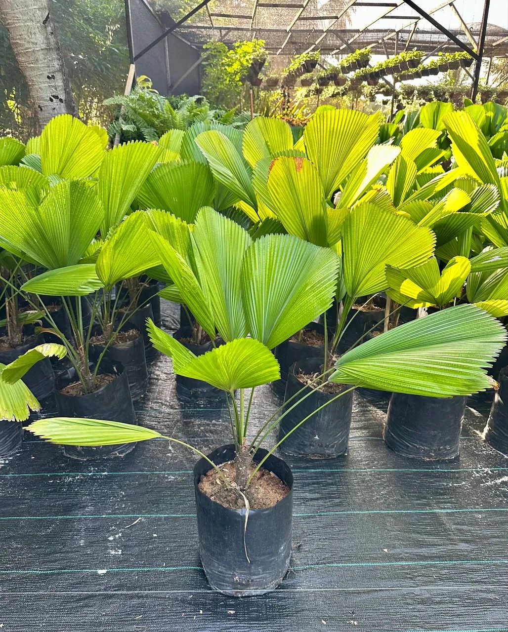 Palmeira Leque Licuala 