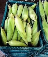 Milho Verde 