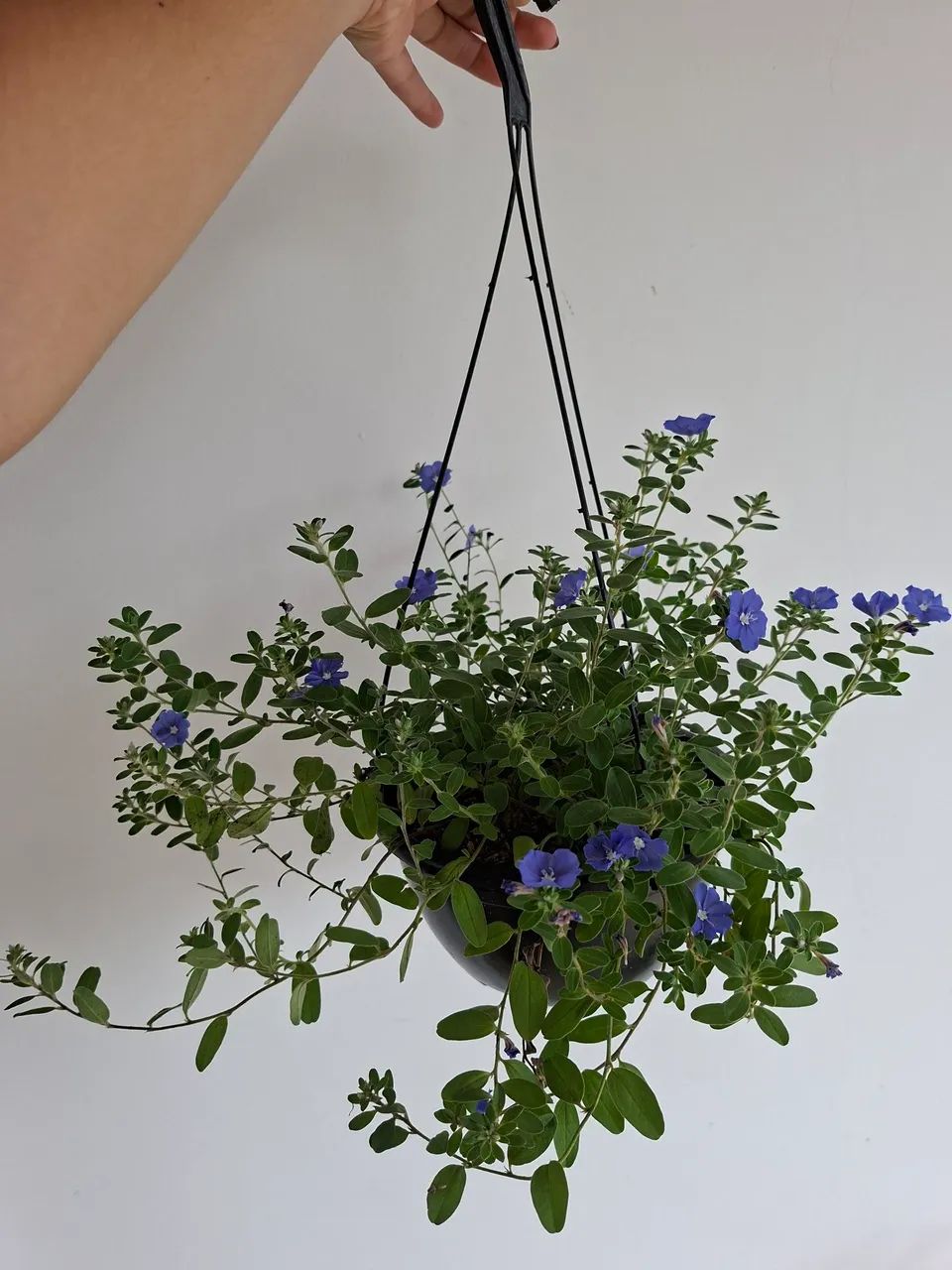 Planta