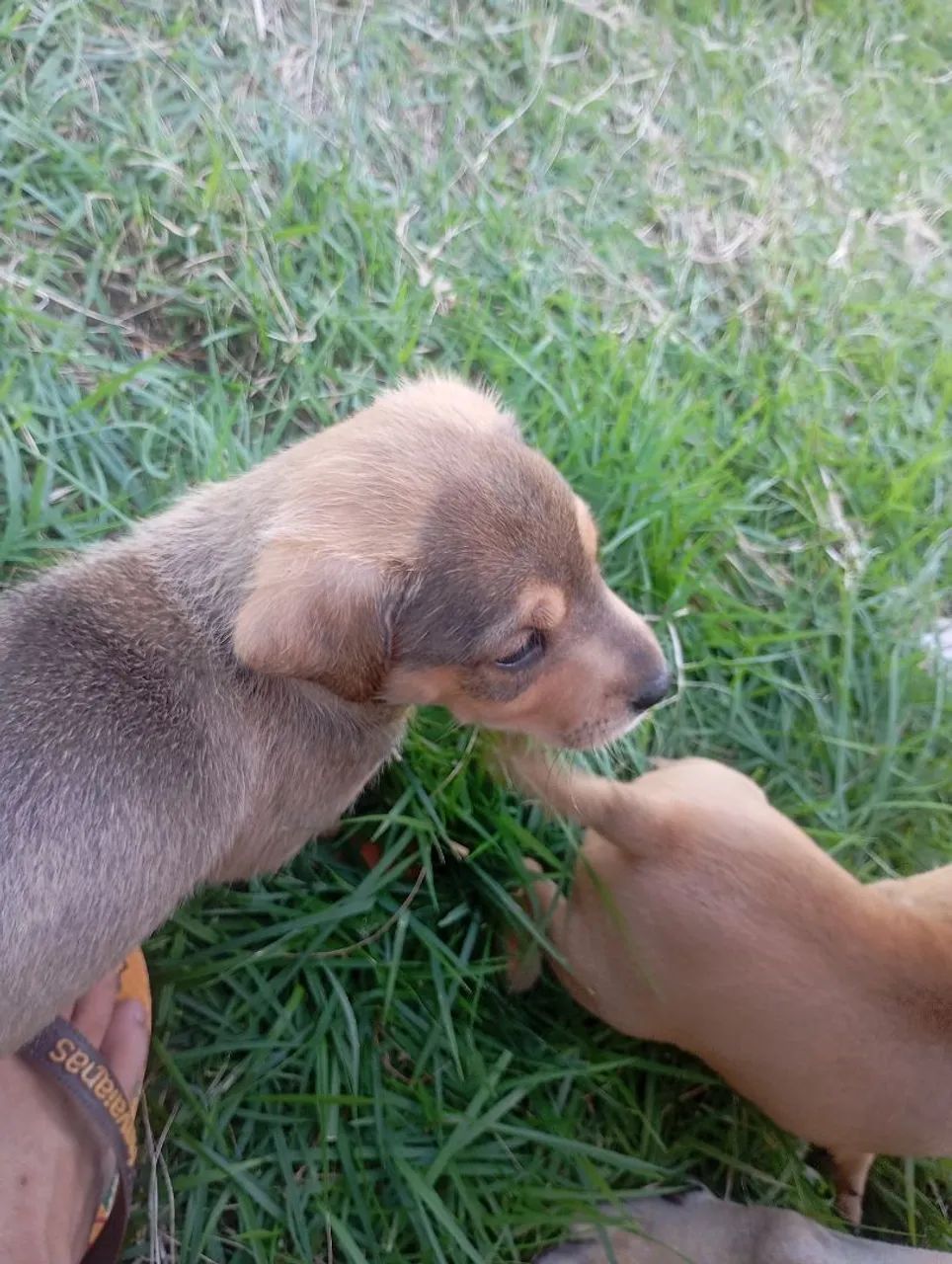 Cachorrinha pra adoção  - Foto 2