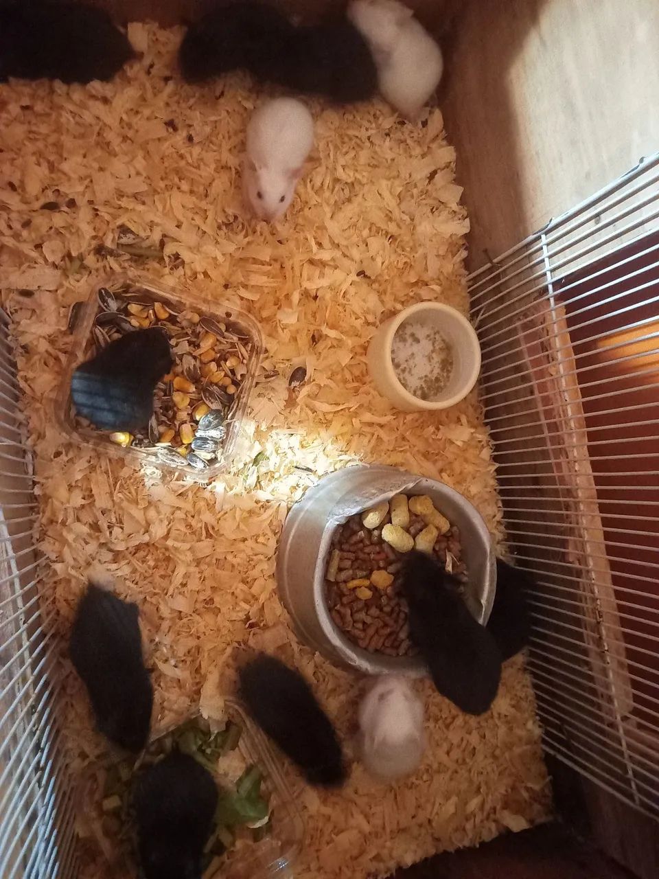 Hamster 430234112465971203