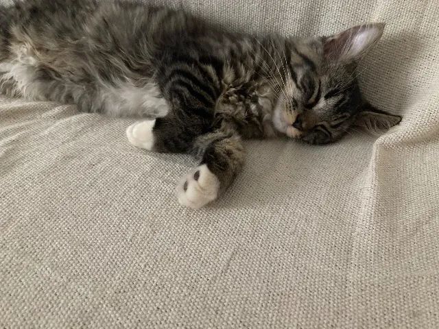 Doação de filhotes de gatos - Foto 4