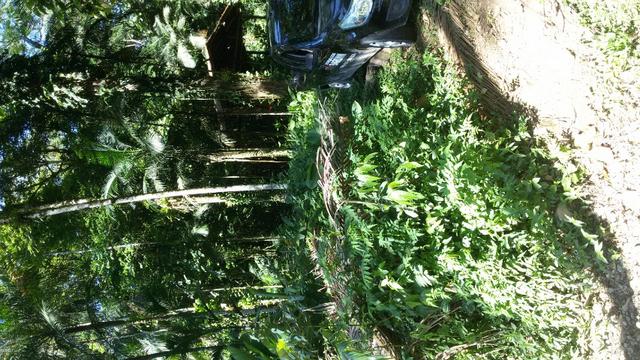 Chacrinha - Foto 2