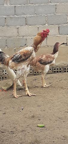 Aves e ovos indio gigante(leia a descrição) - Foto 3