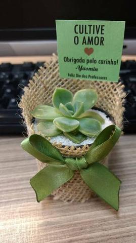 Lembrancinhas de suculentas em promoção - Foto 2