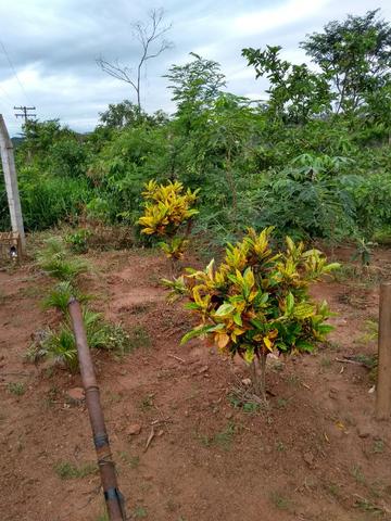 Chacara a venda 2,700 mt coleção de frutas mais de 200 especis dentro da cidade - Foto 11