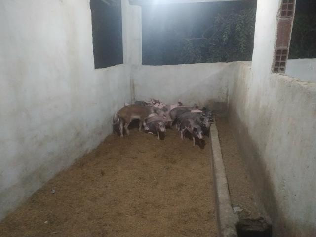 Porcos e leitoes - Foto 6