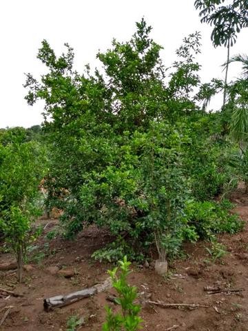 Chacara a venda 2,700 mt coleção de frutas mais de 200 especis dentro da cidade - Foto 14