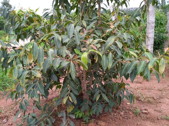 Chacara a venda 2,700 mt coleção de frutas mais de 200 especis dentro da cidade - Foto 10