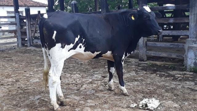 Bovino mestiço garrote- macho Itapetinga -ba