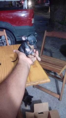 Filhotes de pinscher pra hoje
