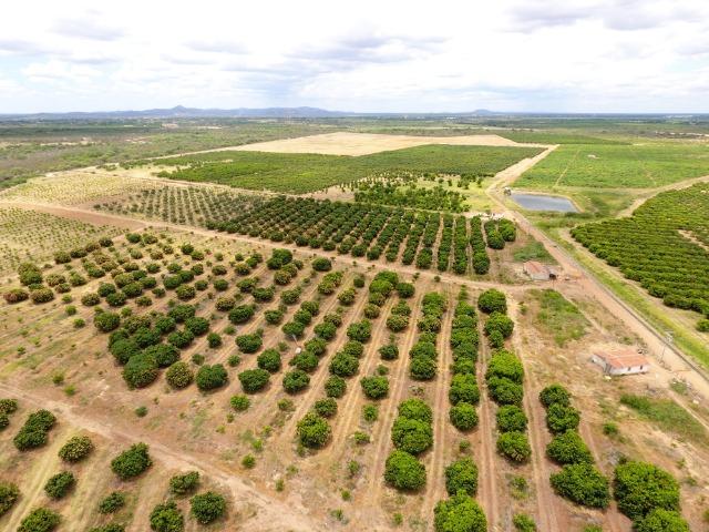 Fazenda 43 Hectares - Venda - Foto 5