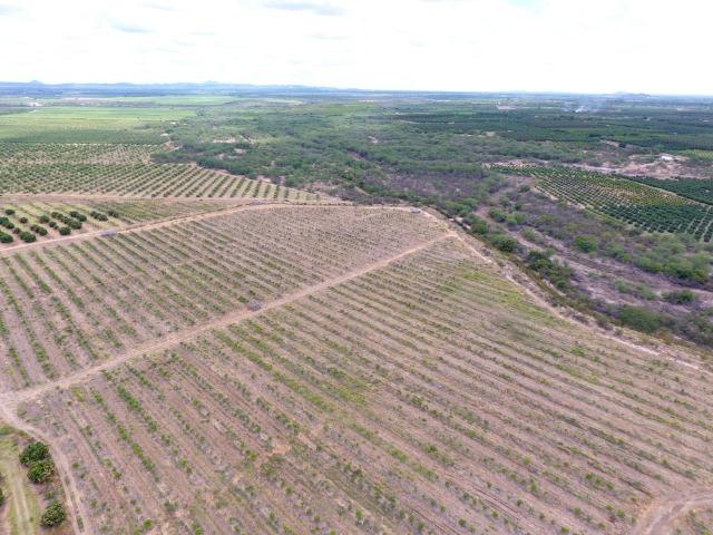 Fazenda 43 Hectares - Venda - Foto 11