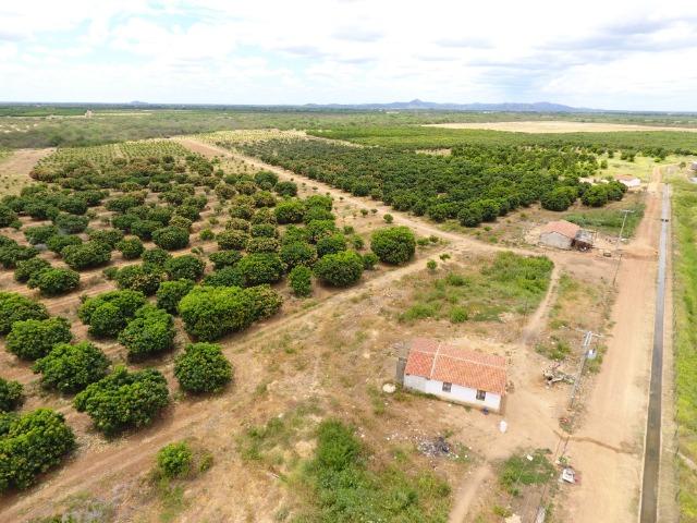 Fazenda 43 Hectares - Venda - Foto 14